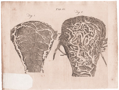 The Blood-Vessels of the Uterus...